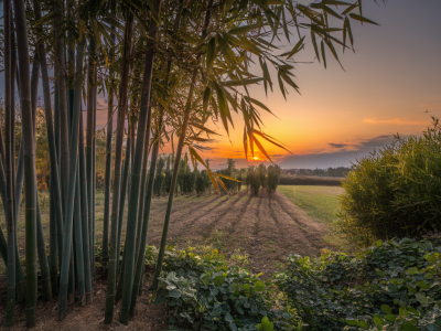 Can bamboo replace plastic? sustainable alternatives explained