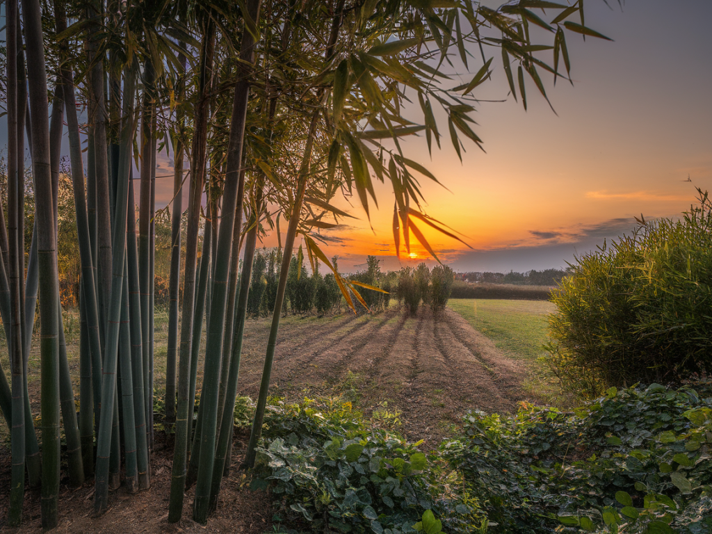 Can bamboo replace plastic? sustainable alternatives explained